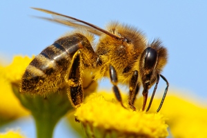 Bees have a perfect sense of smell that can quickly detect the scent of the explosives. Photo / Thinkstock