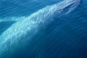 Blue whale protection may need to increase
