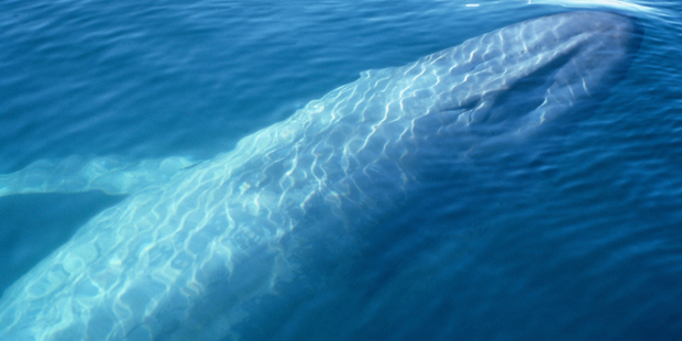 Blue whales were extensively hunted and remain only in small populations. Photo / Thinkstock