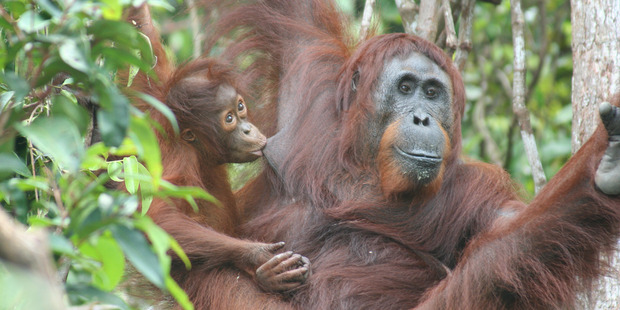 Borneo and Sumatra are the only places where orang-utans, an endangered species, live in the wild. Photo / Bloomberg