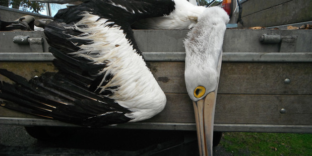A pelican found shot dead on the banks of the Waikato River. Photo / Supplied