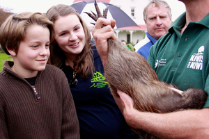 Kiwi kids got close to their national bird yesterday before the chicks were released as part of a history-making breeding programme. Photo / Supplied