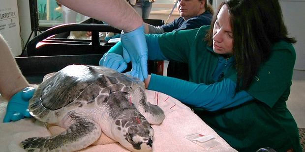 Acupuncturist Claire McManus treats a sea turtle, which was injured after getting stranded on Cape Cod during a prolonged exposure to cold weather. Photo / AP