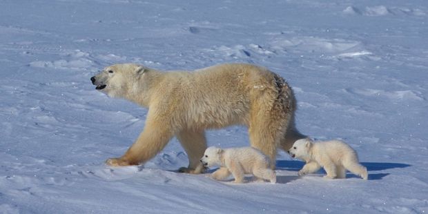 Global warming is shrinking the environments of polar bears and threatening low-lying island nations. Photo / Supplied