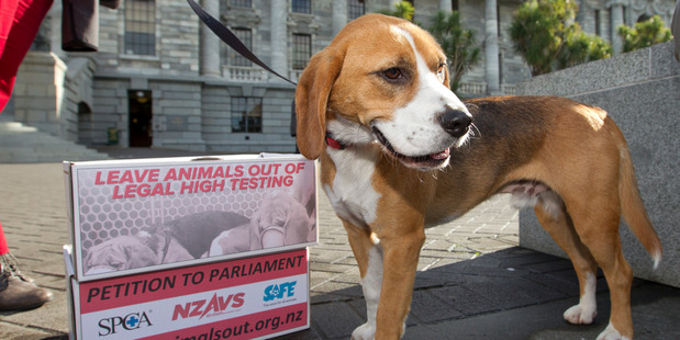 Benji the beagle at the Greens' delivery of their anti-testing petition at Parliament. Photo / Mark Mitchell