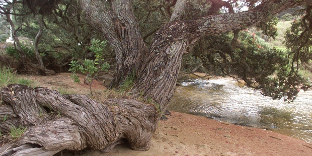 A pohutukawa tree reaches for the water line. Photo / NZH