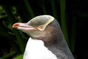 There were fewer than 600 pairs of yellow-eyed penguins left on mainland New Zealand and about a quarter of those lived on the Otago Peninsula. Photo / Supplied