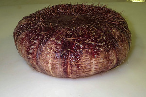 The sea urchins live so deep that divers can't reach them, and they never wash up on beaches. Photo / Owen Anderson of NIWA