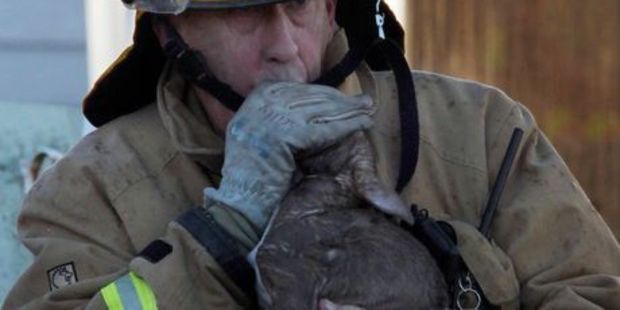 Fireman Gary Wilson emerges from the burning cottage giving mouth-to-mouth to a small puppy. Photo / Wanganui Chronicle
