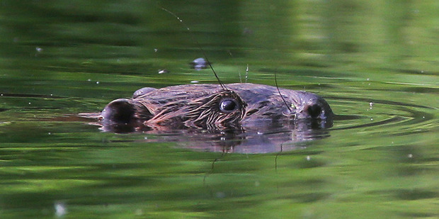 A beaver swims in a pond in the forest near the village of Lovtsevichi, Belarus. Photo / AP
