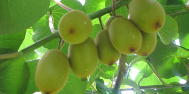 Zespri's Chinese subsidiary company was in March found guilty by a Chinese court of smuggling. Photo / Bay of Plenty Times