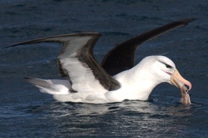 A black-browed albatross feeding on squid. Photo: Ben Lascelles / BirdLife International.