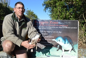 DOC biodiversity programme manager Brad Edwards with a dead penguin. The sign was installed today after the third death in a fortnight. Photo / Greymouth Star