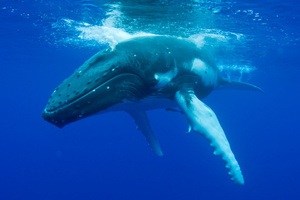 Shipping lanes are being changed to avoid killing whales. Photo / Thinkstock