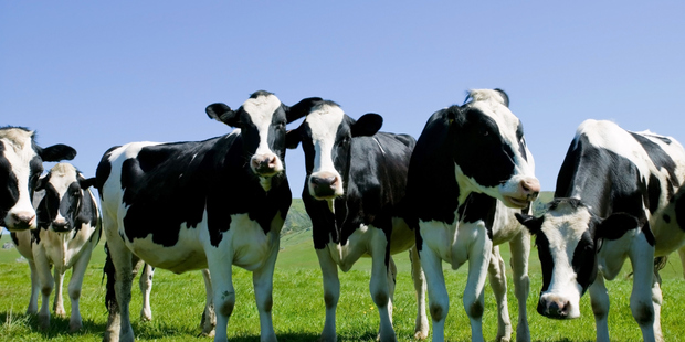 The Energy Efficiency and Conservation Authority estimates that around 140,000kWh of solar energy falls on the roof of a typical farm shed each year. Photo / Thinkstock