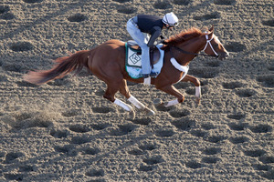 Golden Soul works out on the sand at Belmont in preparation for tomorrow's feature. She is a 10-1 prepost chance. Photo / AP
