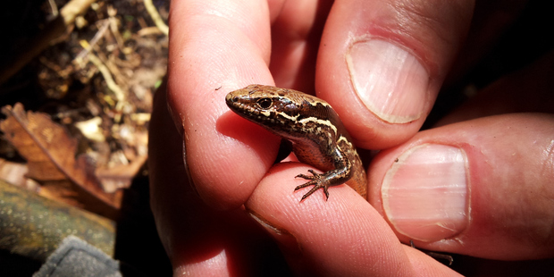 Is this newly discovered skink species a long way from home or a special character of Whangarei Heads? Photo / Bream Head Conservation Trust
