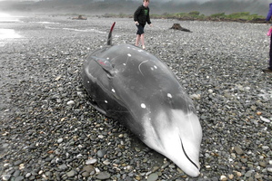 The Cuvier's beaked whale that washed up at Greymouth. Photo / Ron Hazeldine, Dept of Conservation