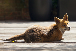 The main reason for the demise was the red fox, an introduced species to Australia that had exploited the Warrnambool low tide. Photo / Getty Images