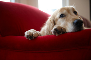 Do you have a couch potato pup? Photo / Thinkstock