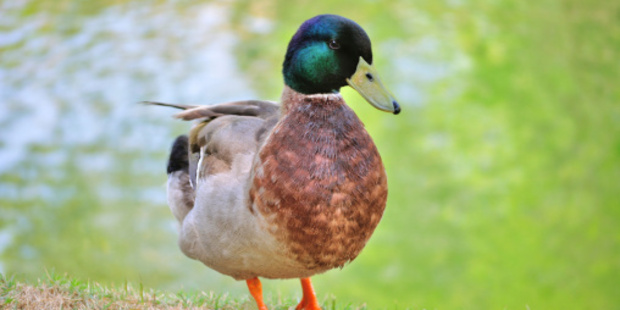 'The Elusive Language of Ducks' by Judith White. Photo / Thinkstock
