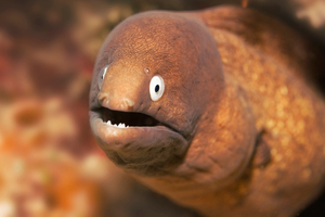 Photo / File / Thinkstock