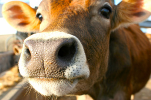 Photo / Thinkstock