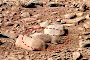 'Mars rat' discovered by UFO enthusiast Scott C Waring is just a rock. The panoramic image was taken by NASA's Mars rover Curiosity in September at the Rocknest site.