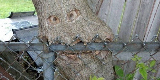 When trees bite back.