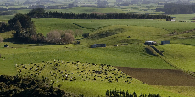 The primary sector or agribusiness accounts for 10 per cent of total investments by overseas parties although the dairy sector dominates. Photo / Mark Mitchell