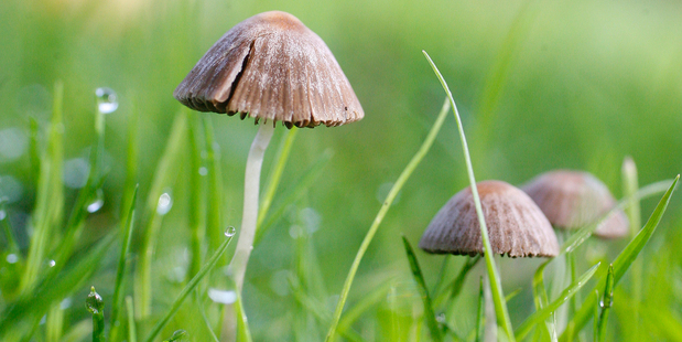 The drug in magic mushrooms is Class A, which means the law treats it in the same way as LSD, heroin or methamphetamine. Photo / Sarah Ivey