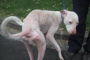 Photo / SPCA