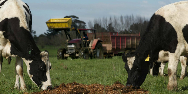 Improving confidence in the dairy sector saw farms sales and prices jump last month. Photo / NZH