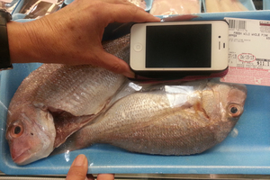 Small fresh snapper on sale in the US. Photo / Christine Orum