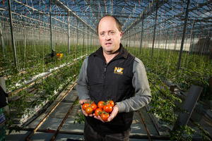 Tomato growers such as Jason Culbert are concerned about irradiated produce coming into New Zealand. Photo / Michael Craig