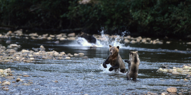 Young bears in the Nekite River. Photo / Tom Rivest