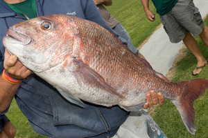 Recreational fishers do not doubt the stock is not recovering at the rate desired. Photo / Ron Burgin