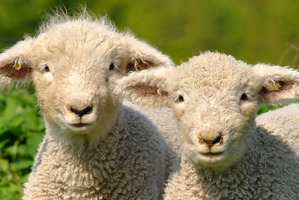 Clark was remanded on bail for sentence on August 9. Photo / File / Thinkstock