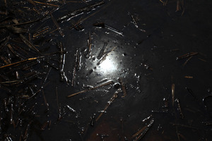 A sheen of oil floats in a marsh at Middle Ground in southern Louisiana after the BP oil spill in 2011. Photo / Getty Images