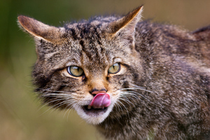 A cat was daubed with paint, but was otherwise uninjured. Photo / File / Thinkstock