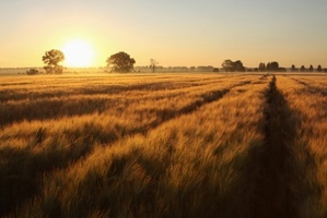 The Rosphere is a robot that lets farmers know when they need to tend to their crops. Photo / Thinkstock