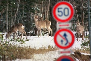 Deers standing behind road signs at Akan town in Japan's northern island of Hokkaido. Photo / AFP