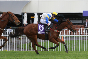 Rosetown Joe is a big chance in the Hawkes Bay Steeplechase today.