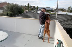George Shaw and his dog wait for seagulls to fly in for their regular afternoon snack of diced dog roll and mince. Photo / Andrew Warner