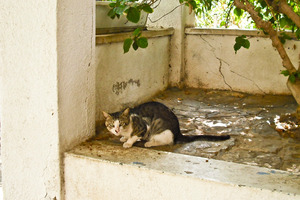 Many Tel Aviv people feed the strays. Photo / Anne Penketh