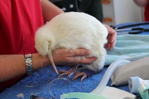A kiwi at Wellington Zoo has an endoscopy. Photo / File