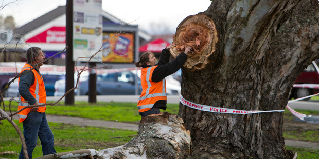 Monique Weir from the Hastings District Council checks over the tree after a large branch was blown down by the wind in Swansea Road, Flaxmere, Hastings. Photo / Hawke's Bay Today