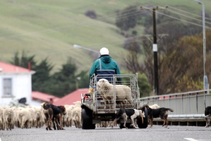 A quad bike rider drives a mob of sheep through Porangahau township the after local man Paul Ropiha died in a quad bike accident. Photo / Paul Taylor