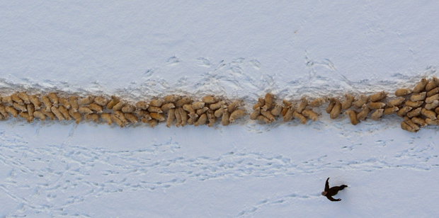 Sheep are pushed through snow on Waipori station to lower ground where they can find some food. Photo / Otago Daily Times