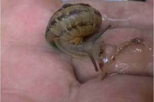 The offending snail. Photo / APNZ